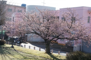 桜の花が待っていました