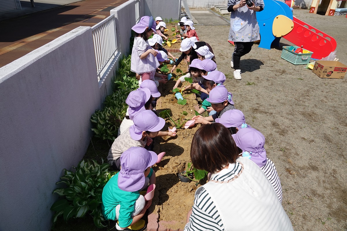 5月1日（月）年長のズッキーニ植え