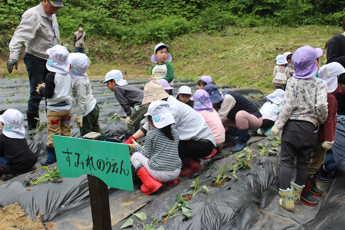 5月26日（金）年長のサツマイモ植え
