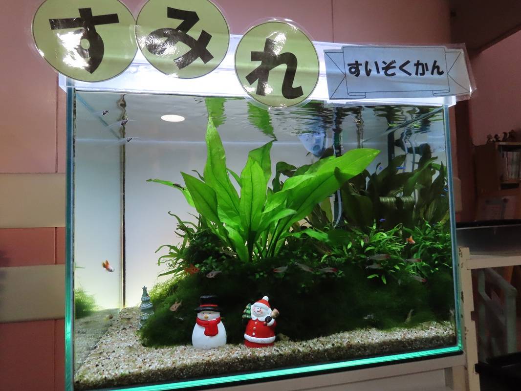 すみれ水族館の模様替え