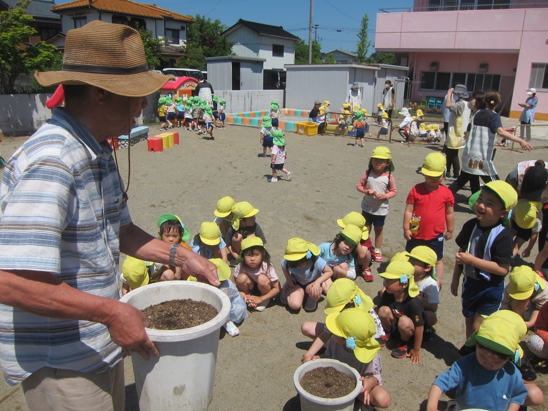 ５月２２日（水）きく組　綿の栽培　種まき