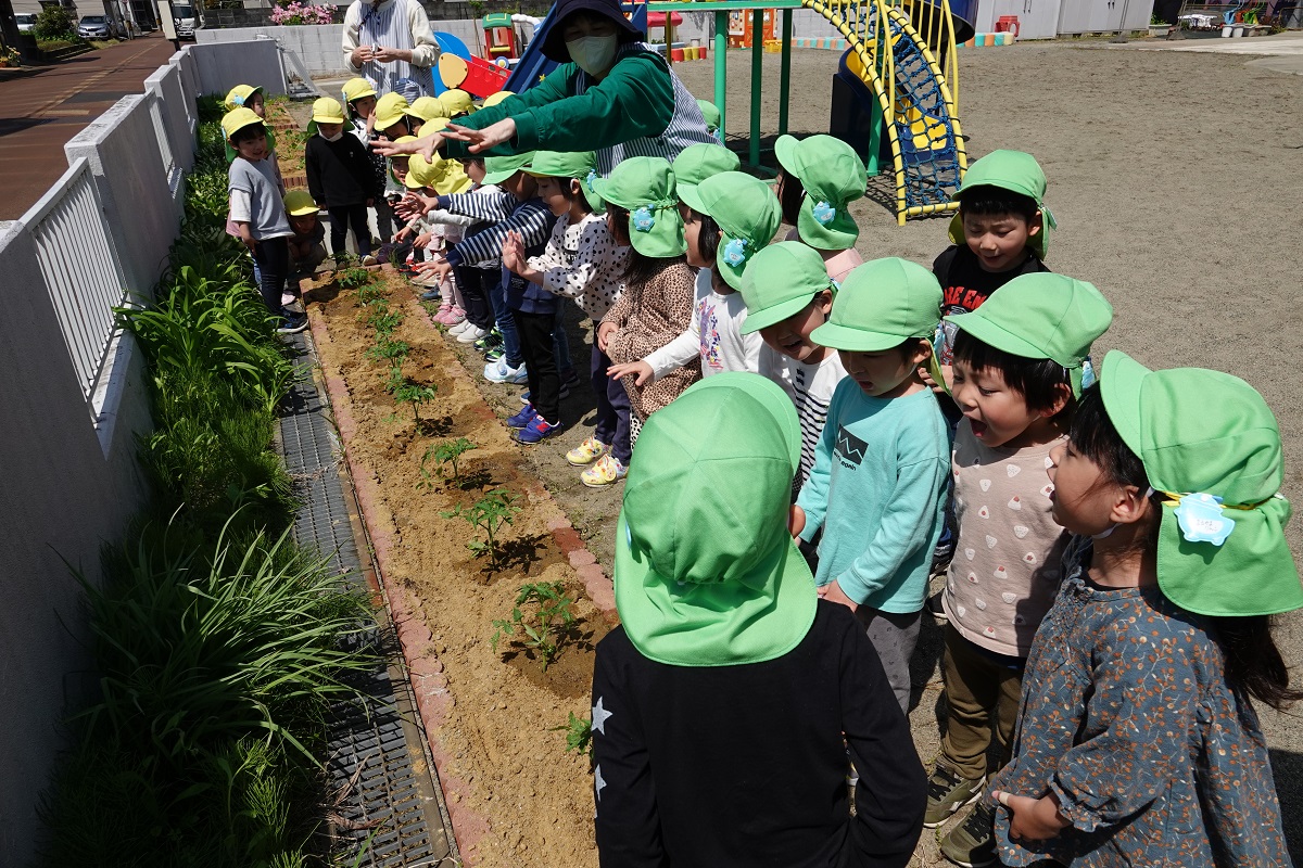 5月1日（月）年中のトマト植え