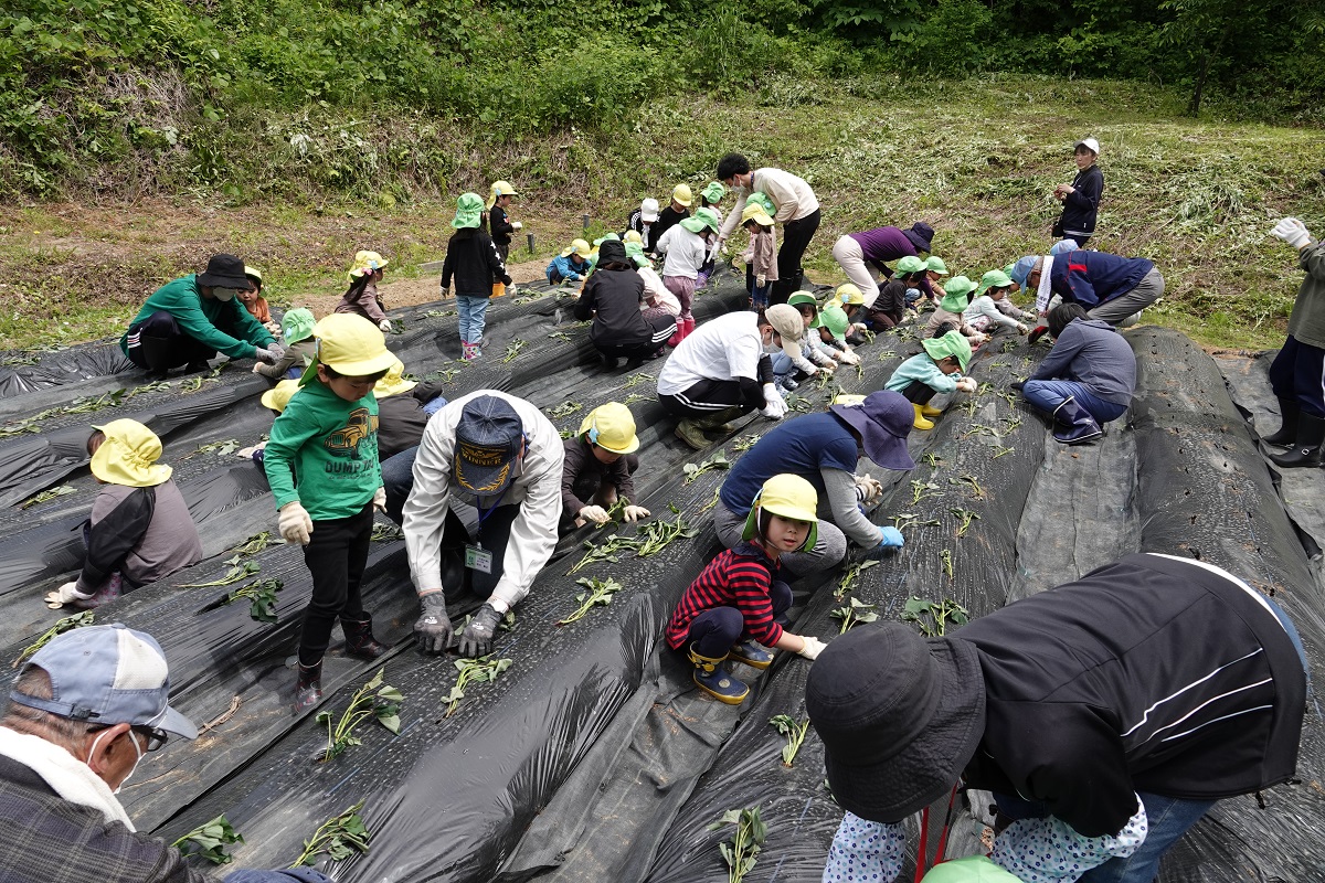 5月25日（木）年中のサツマイモ植え