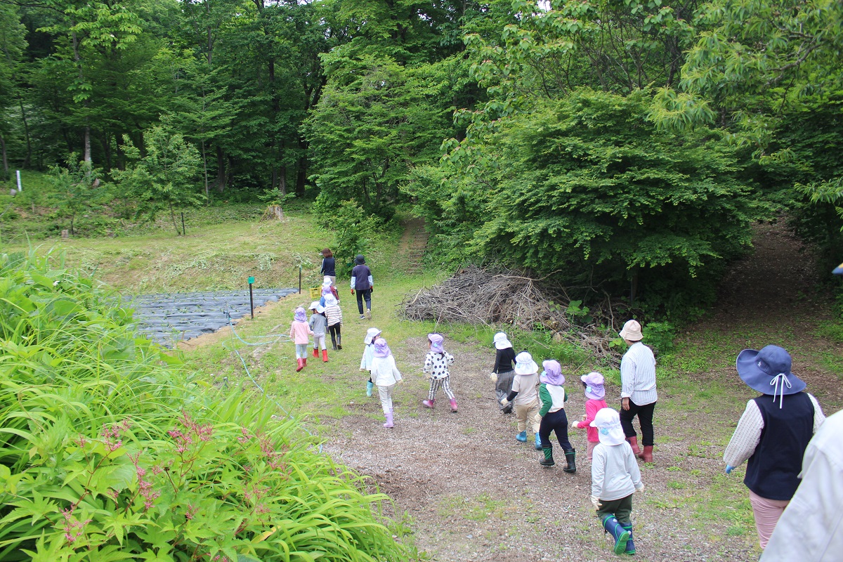 5月26日（金）年長のサツマイモ植え