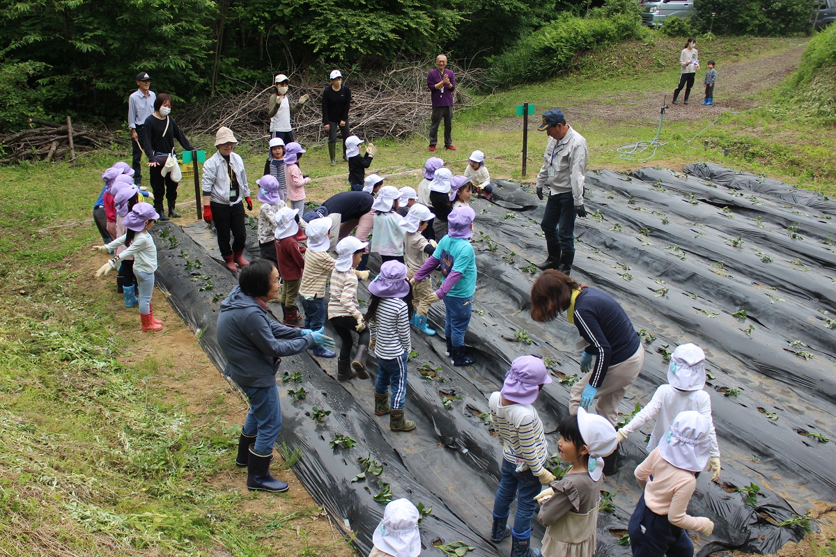 5月26日（金）年長のサツマイモ植え