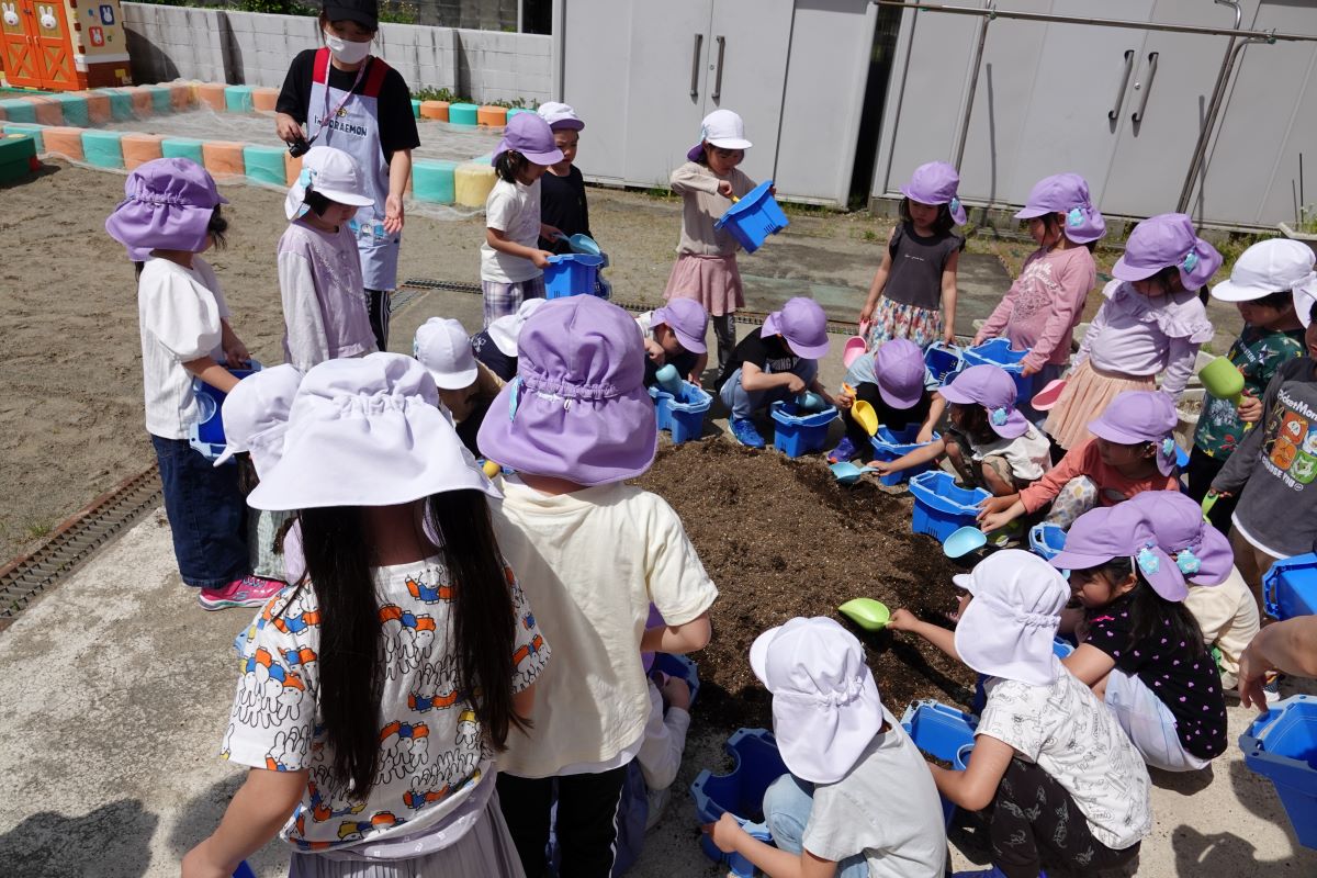 5月15日（水）年長のアサガオ種蒔き