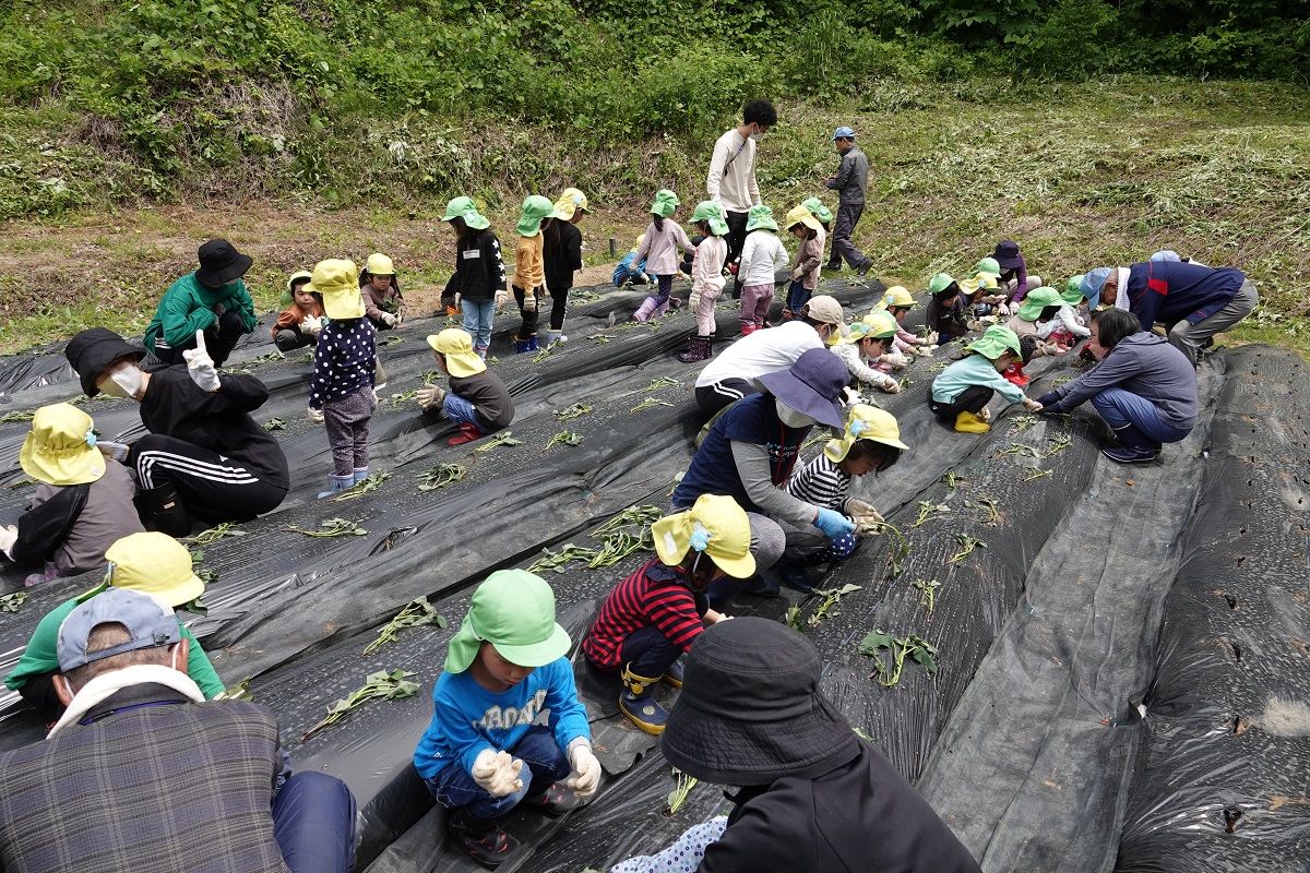 5月25日（木）年中のサツマイモ植え
