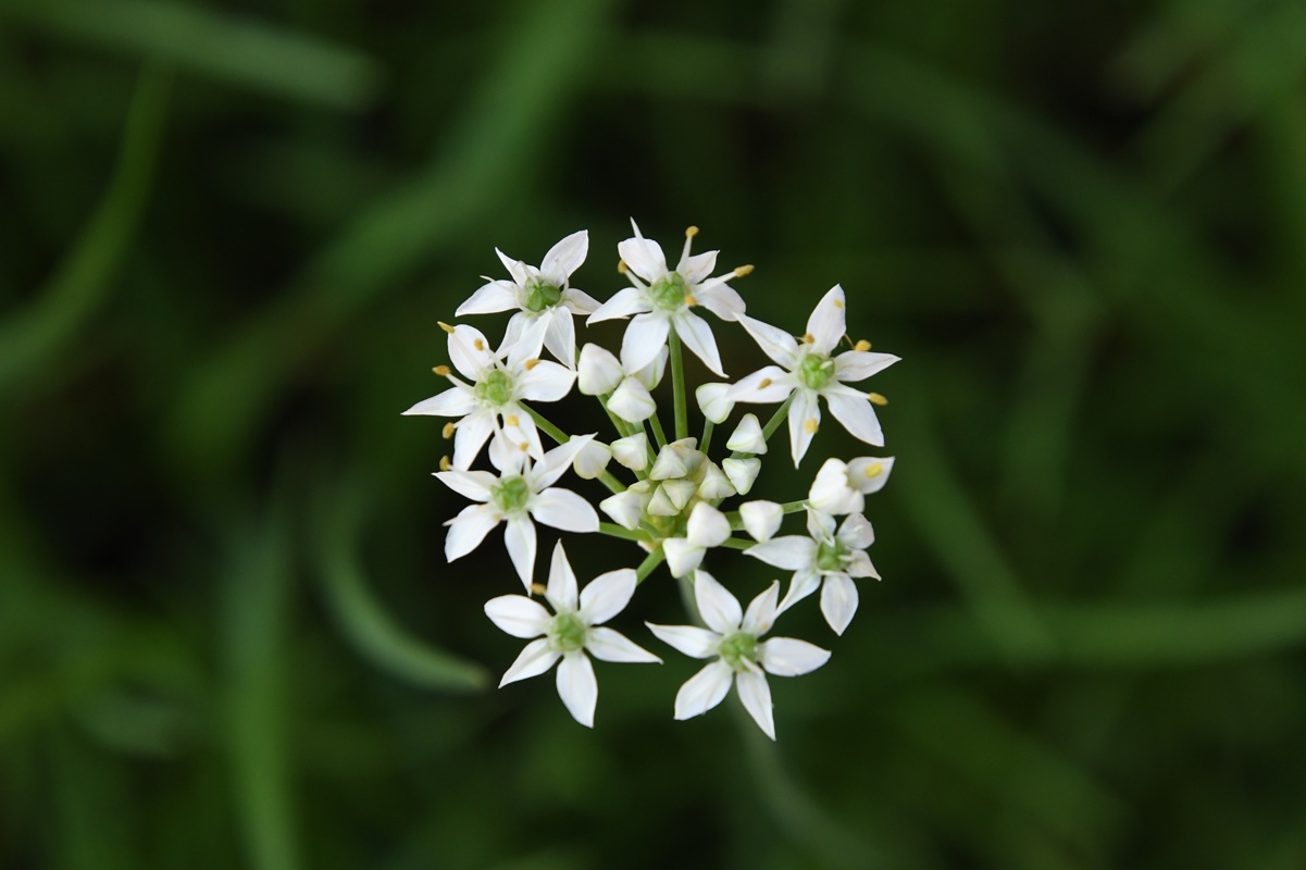 ９月４日（木）ニラの花