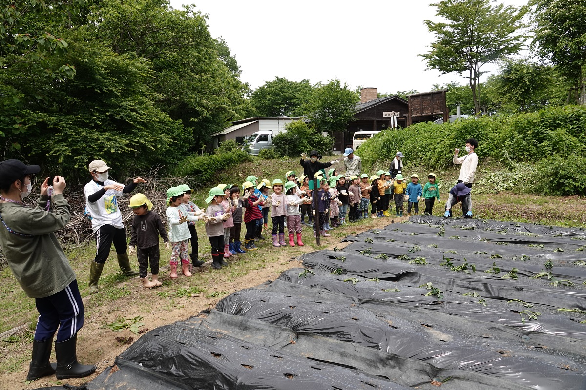 5月25日（木）年中のサツマイモ植え